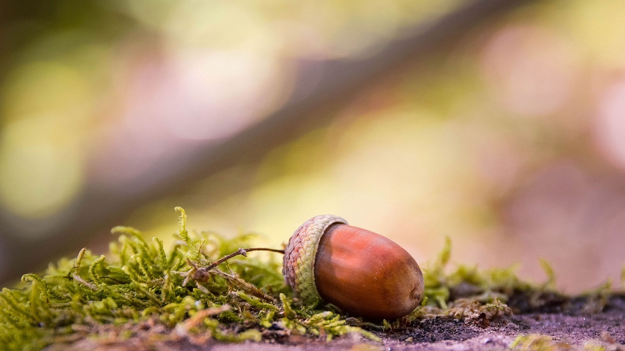 Naturvandring i Tacksamhet no alt text set